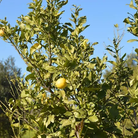 Tatil Evi Quinta Das Figueiras Vila Nova de Cacela